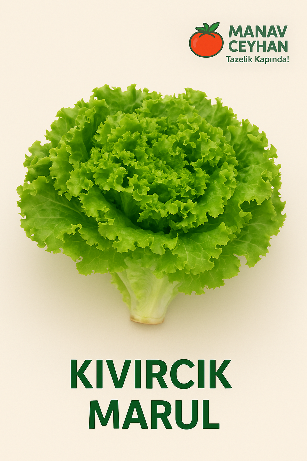 marul (kıvırcık)