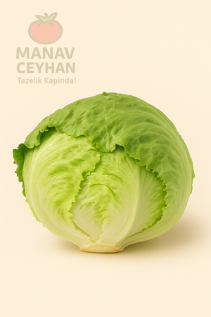 marul (iceberg)