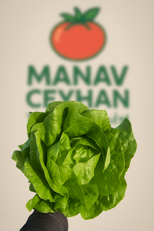 marul(düz yedikule)